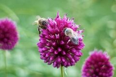 Zierlauch mit Bienen