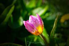 Wildtulpe
