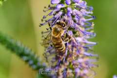 2025-07-03-Garten-006