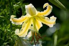 2025-07-06-Lilie-001