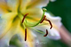 2025-07-14-Lilie-001