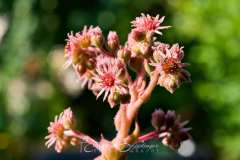 2025-07-15-Blueten-002