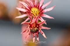 2025-07-21-Garten-001