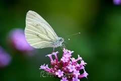 2025-07-21-Garten-008