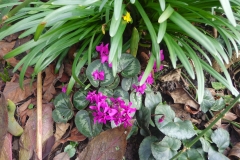 Cyclamen coum