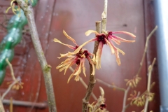 Hamamelis