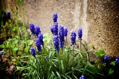 Traubenhyazinthen / Muscari