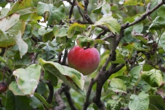 Reifer Apfel