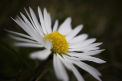 Gänseblümchen