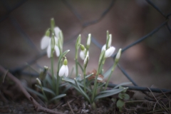 Schneeglöckchen