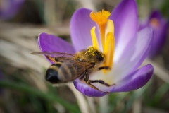 Biene auf Krokus