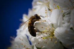 Wildbiene auf Kirschblüten