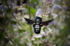 Schwarze Holzbiene