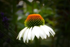 Echinacea