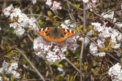 Kleiner Fuchs auf Viburnum