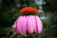 Echinacea