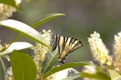 Schmetterling