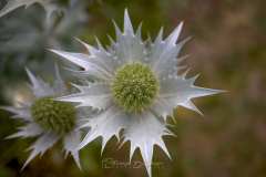 Distel