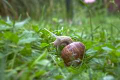 Schnecke