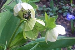 Hummel auf Christrose