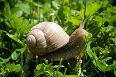 Weinbergschnecke